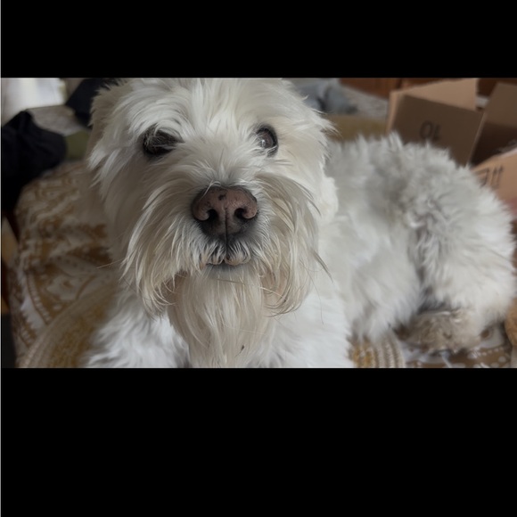 Meet your Posher, - Picture 1 of 1